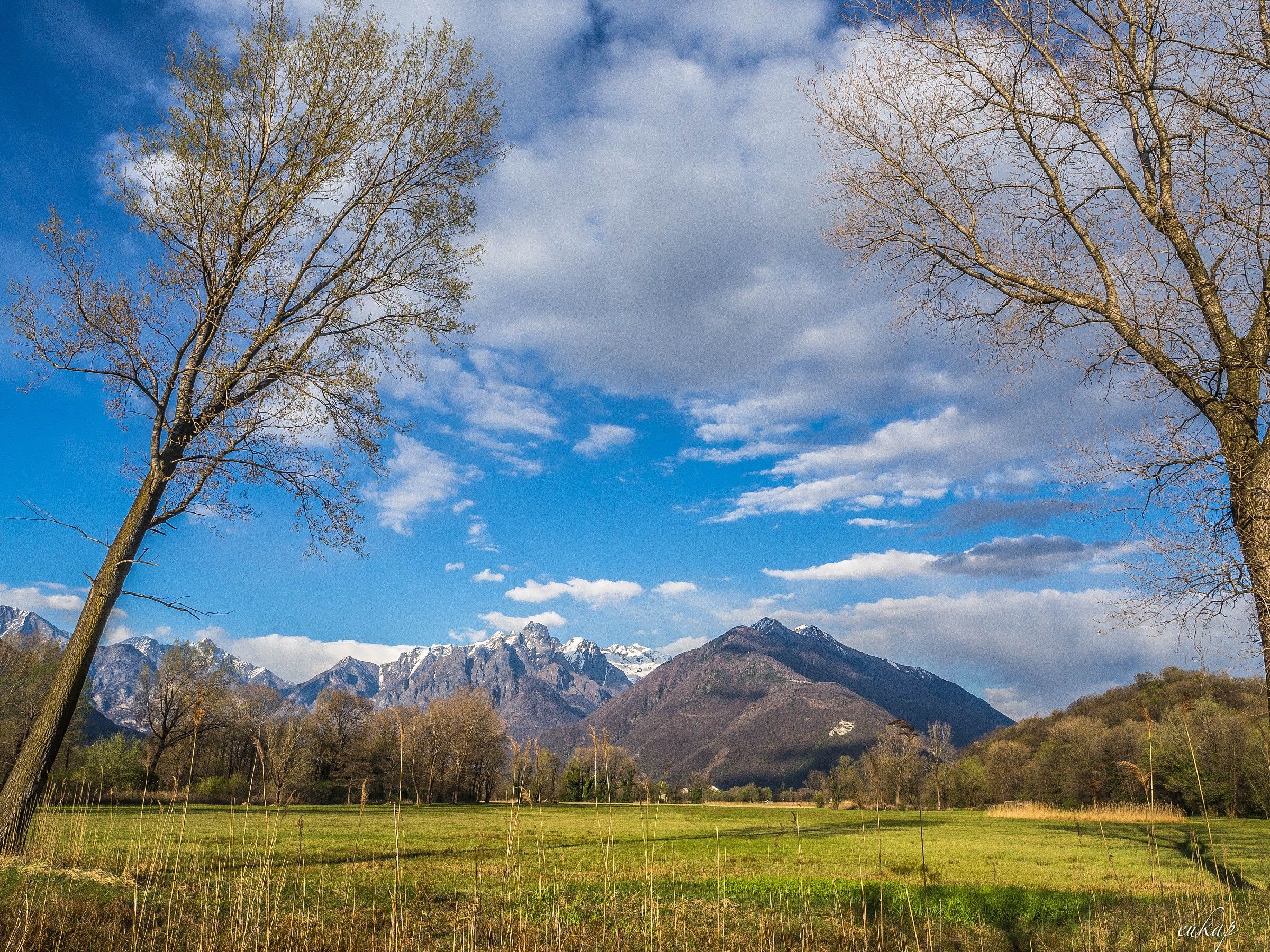 paesaggio tra gli alberi