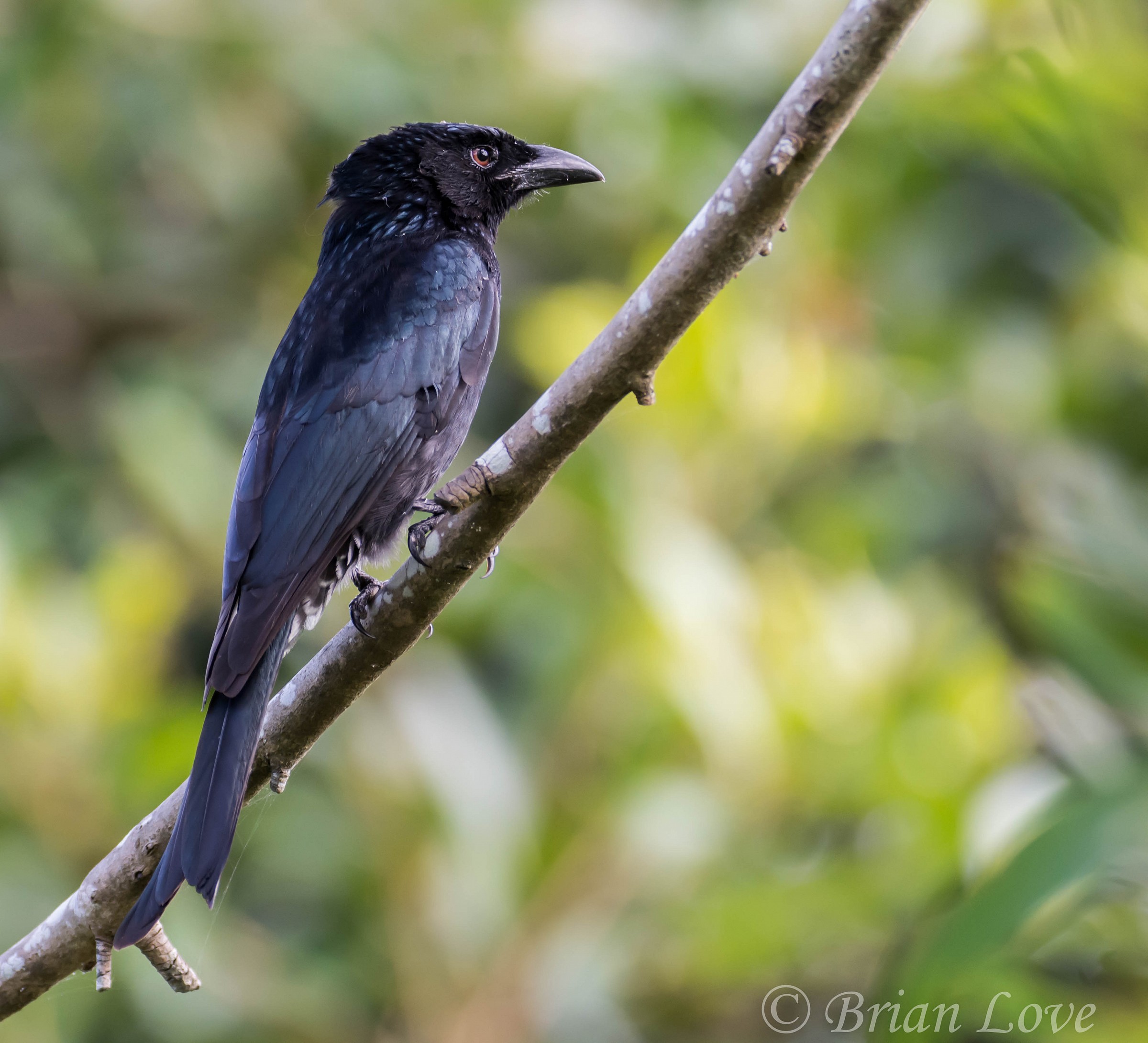 Spangled Drongo