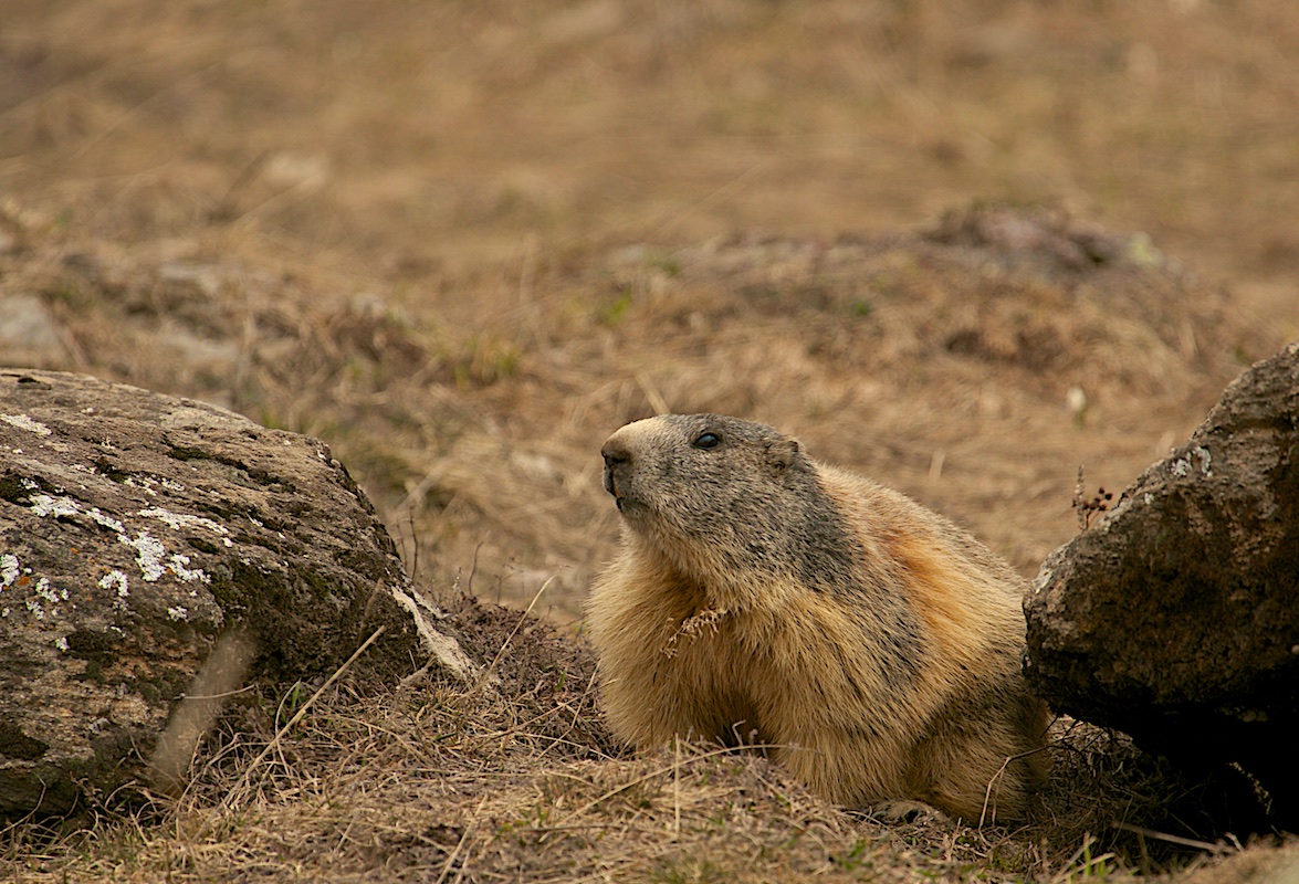 marmot