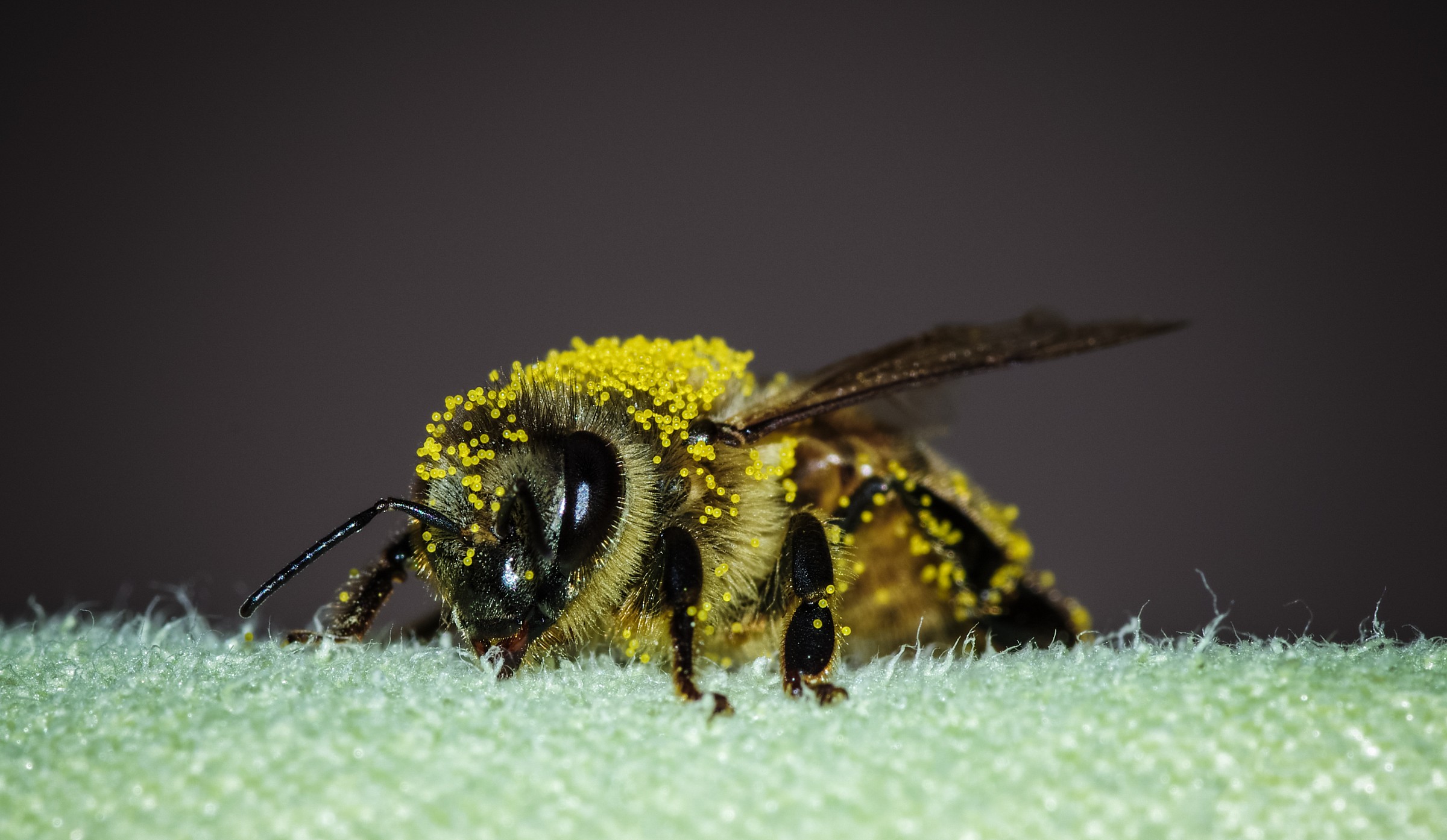bee