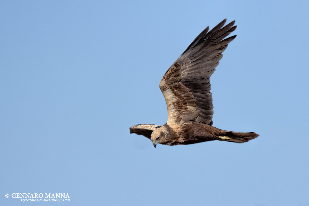 Marsh Harrier (Circus aeruginosus)