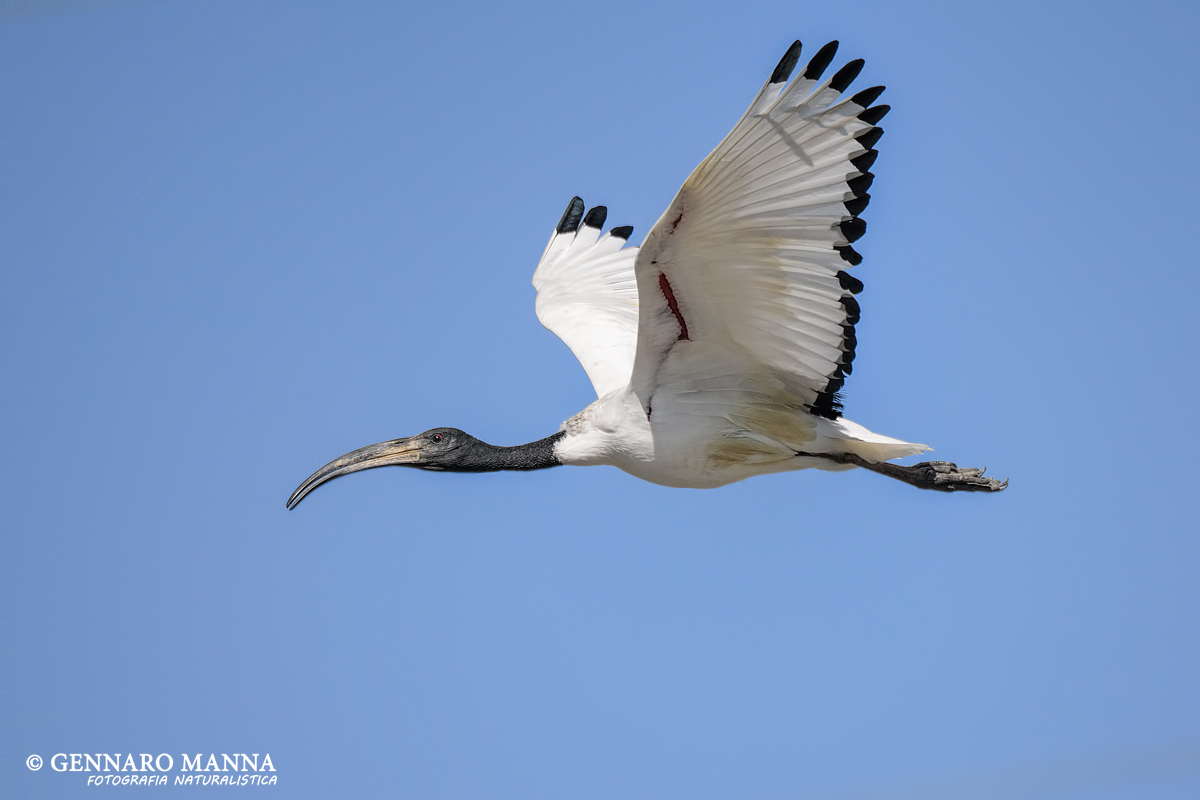 Sacred Ibis (Threskiornis aethiopicus)
