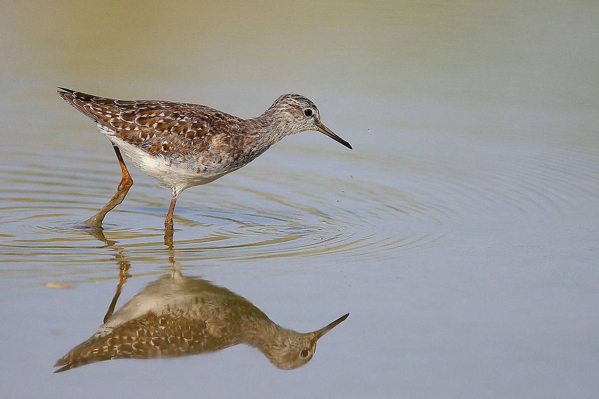 piro piro boschereccio