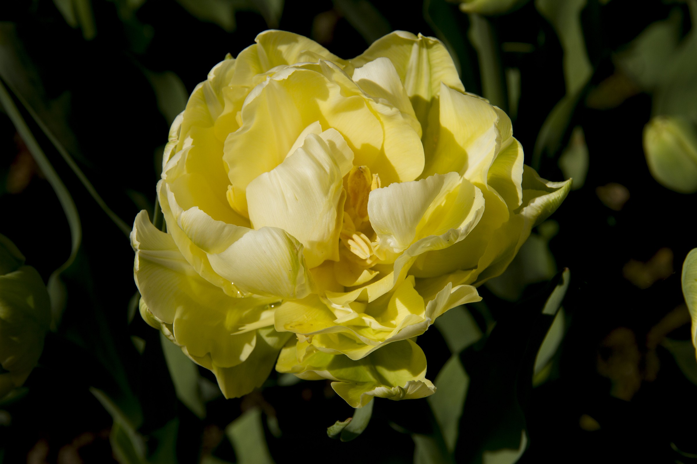 Messer tulip