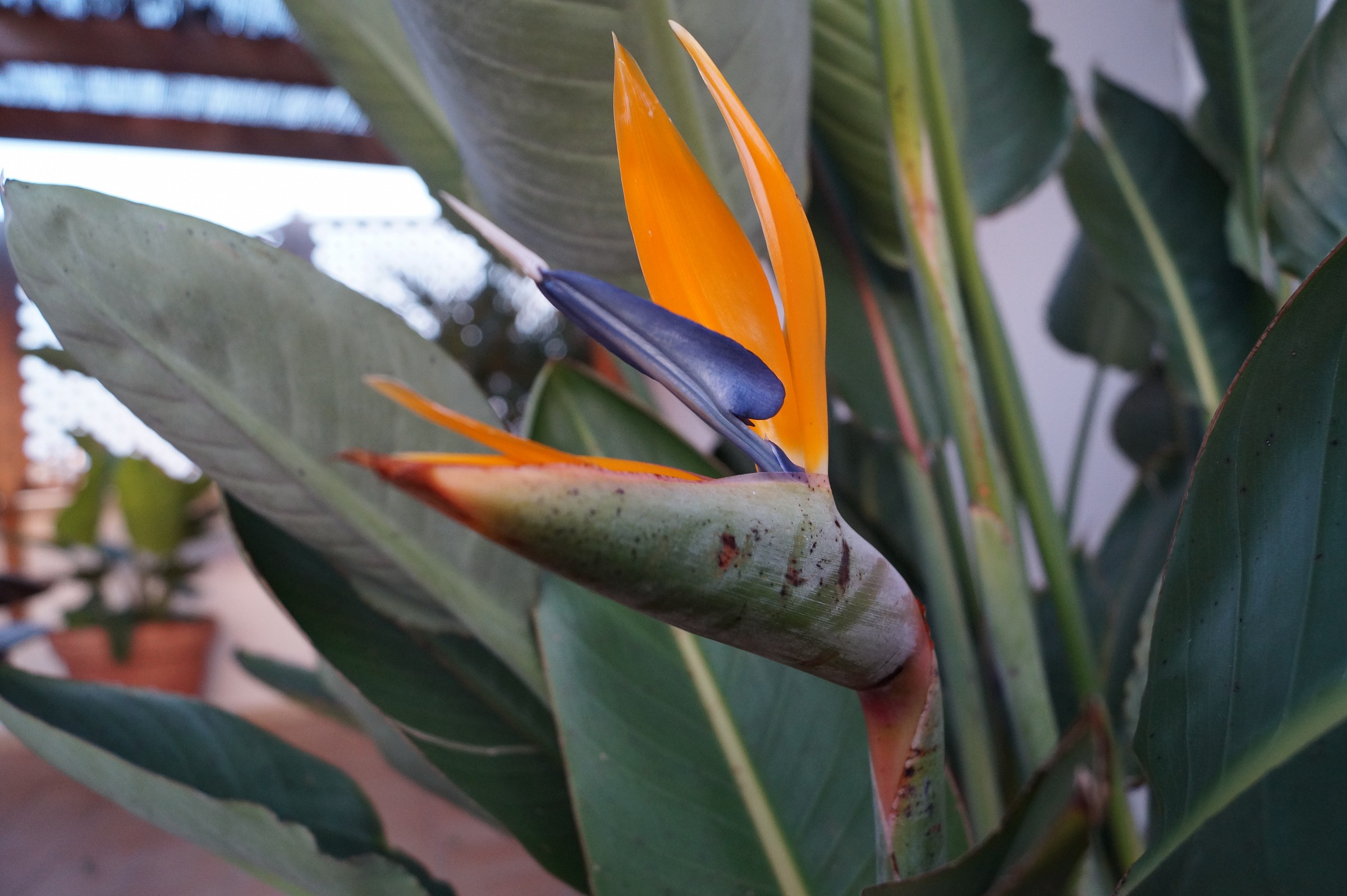 Strelitzia flower in