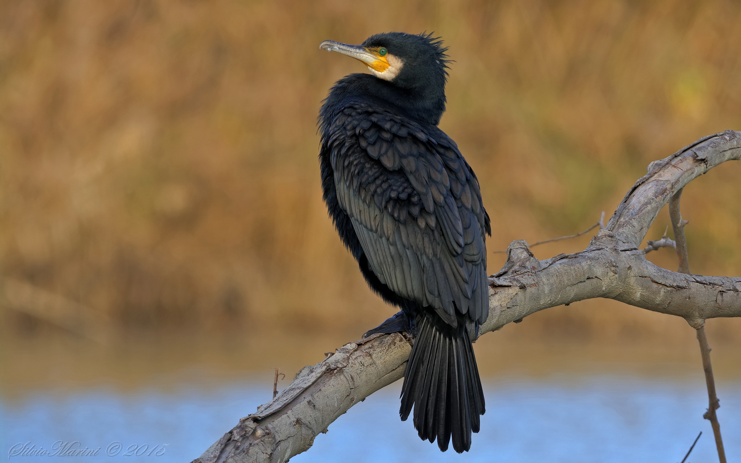 Cormorano (Phalacrocorax carbo)