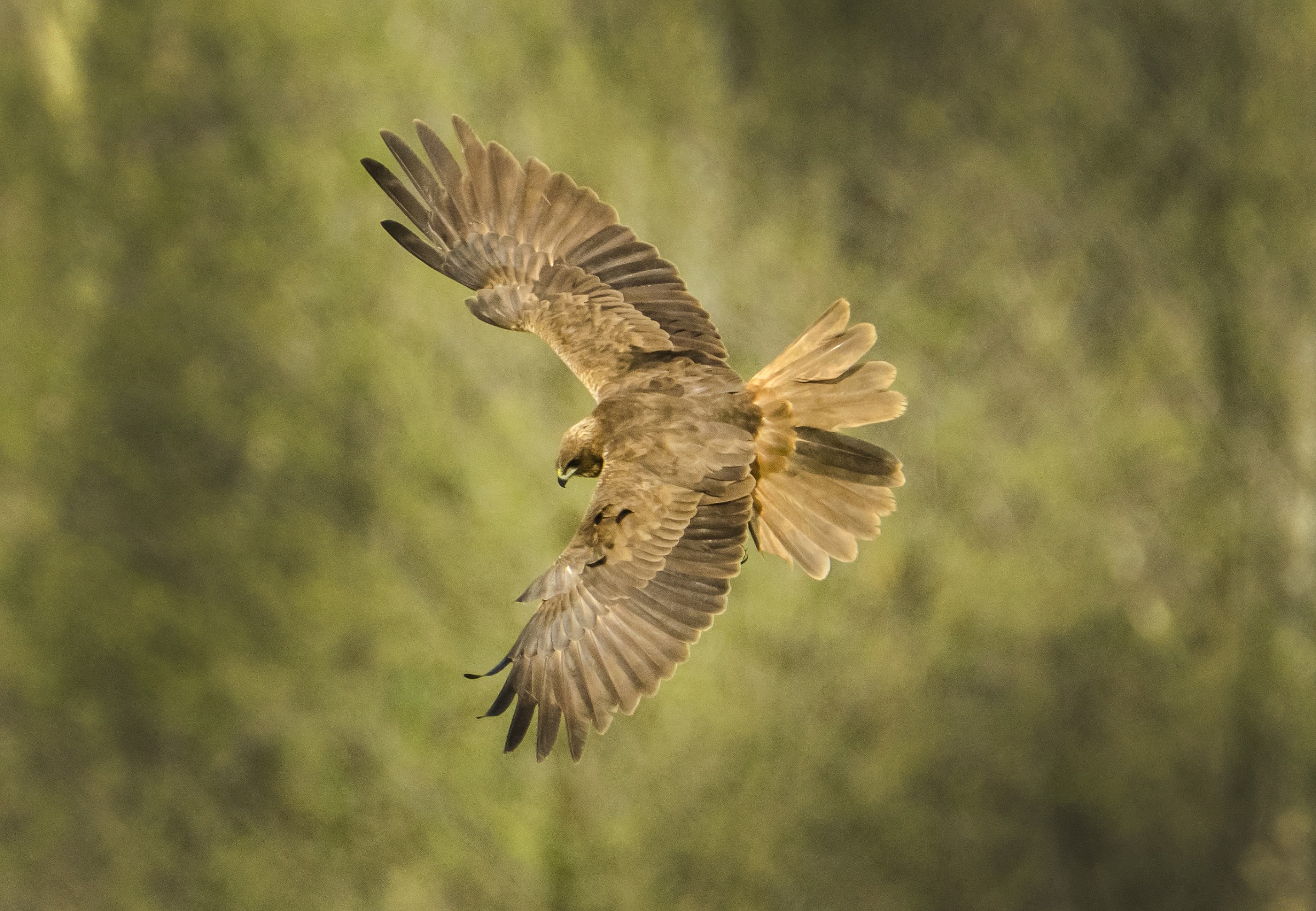 Marsh harriers in turn - Circus aeruginosus