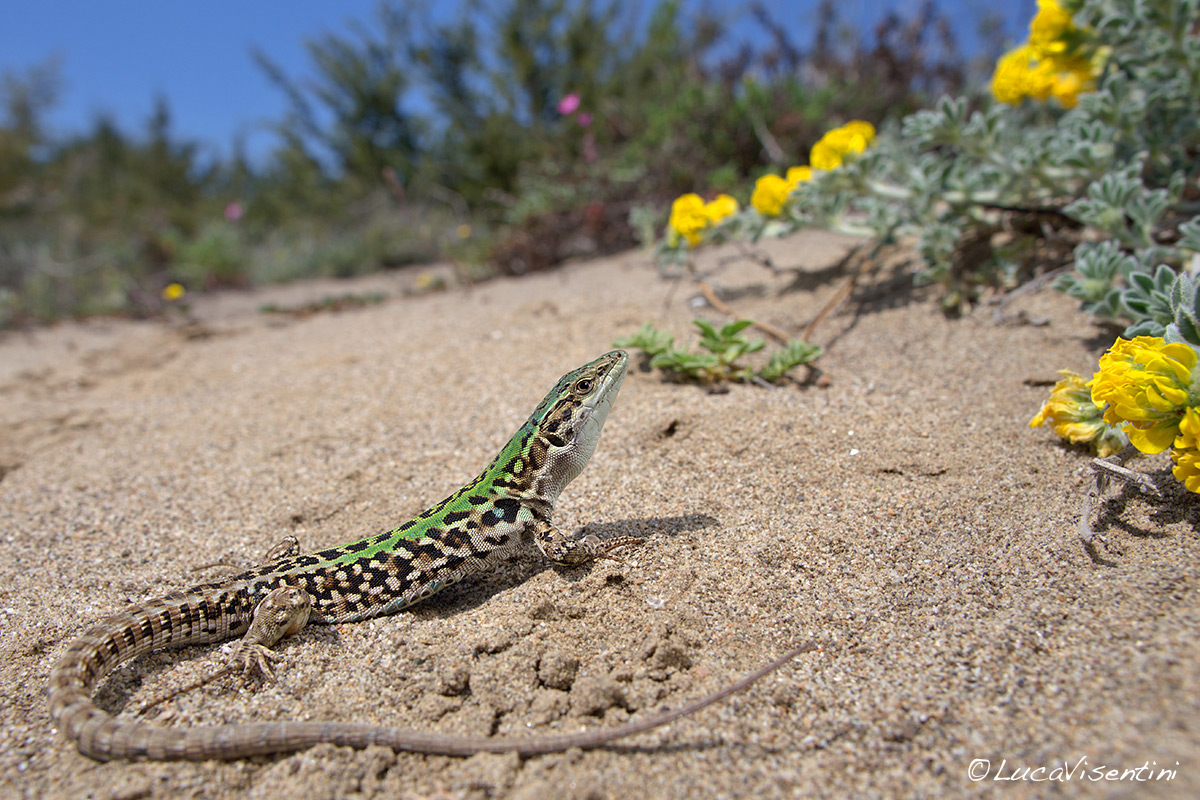 Podarcis sicula