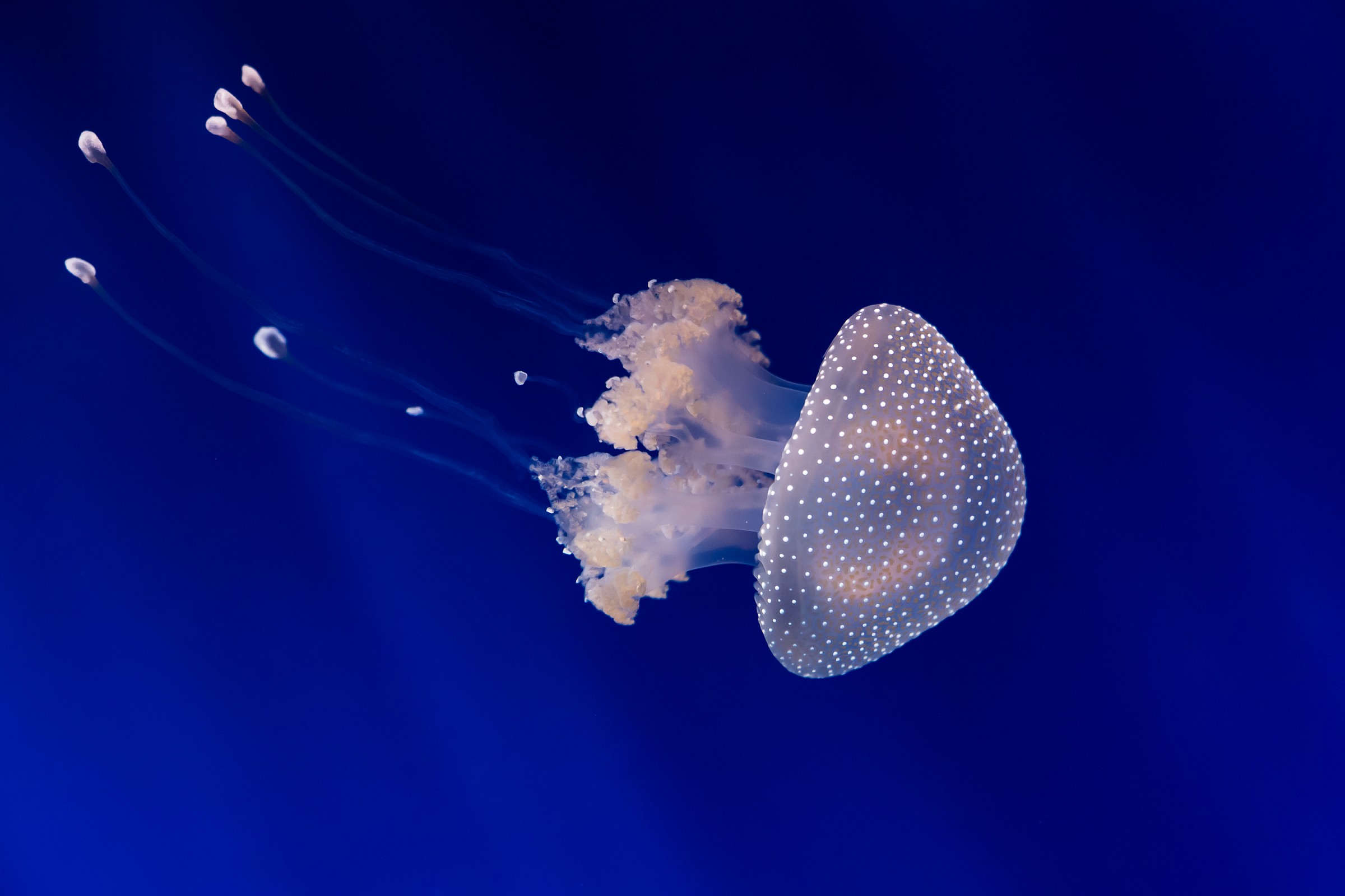JellyFish
