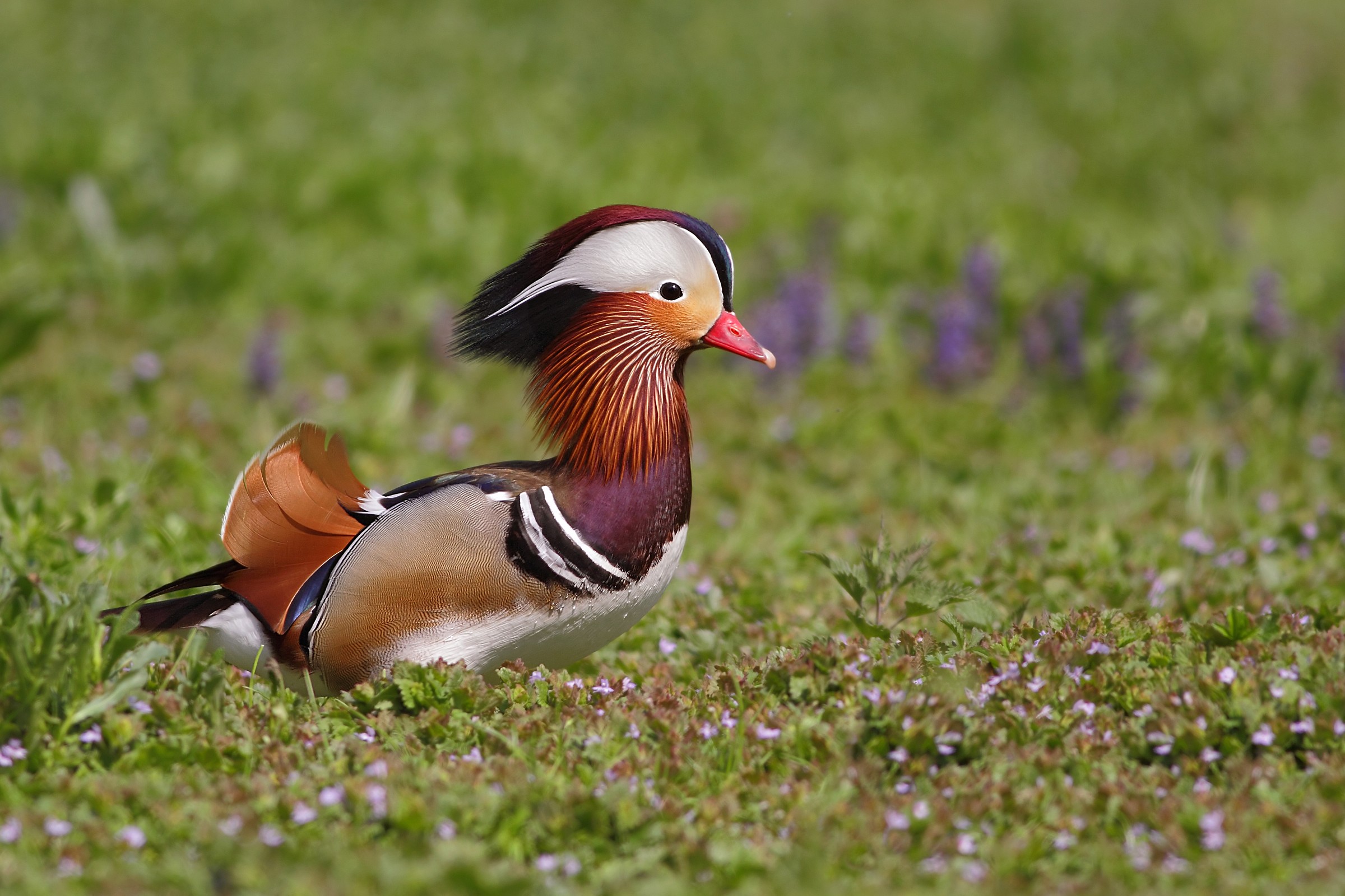 A spasso tra i prati in fior