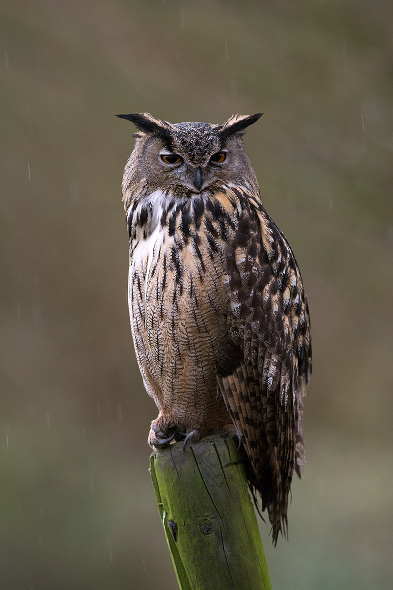 Eurasian gufo reale (Bubo bubo)