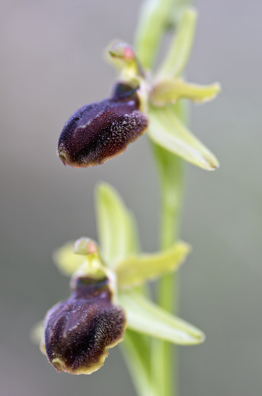 Ophrys sphegodes