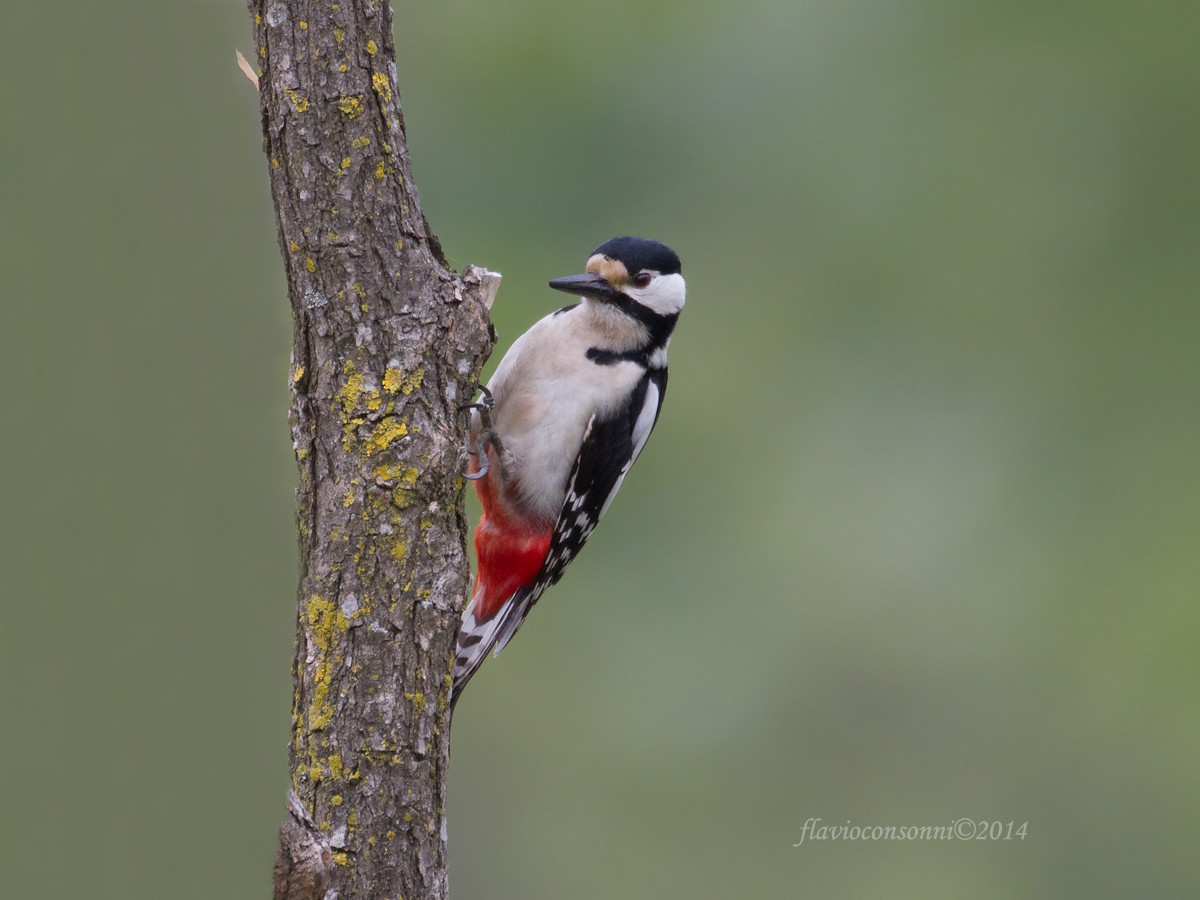 Woodpecker