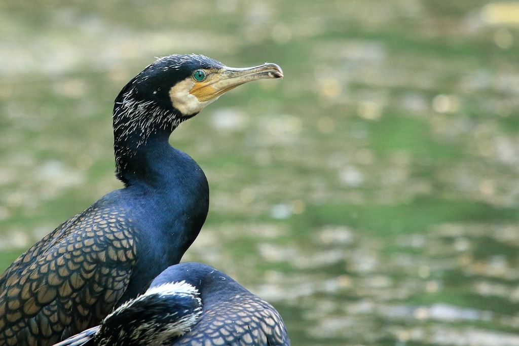 Cormorano