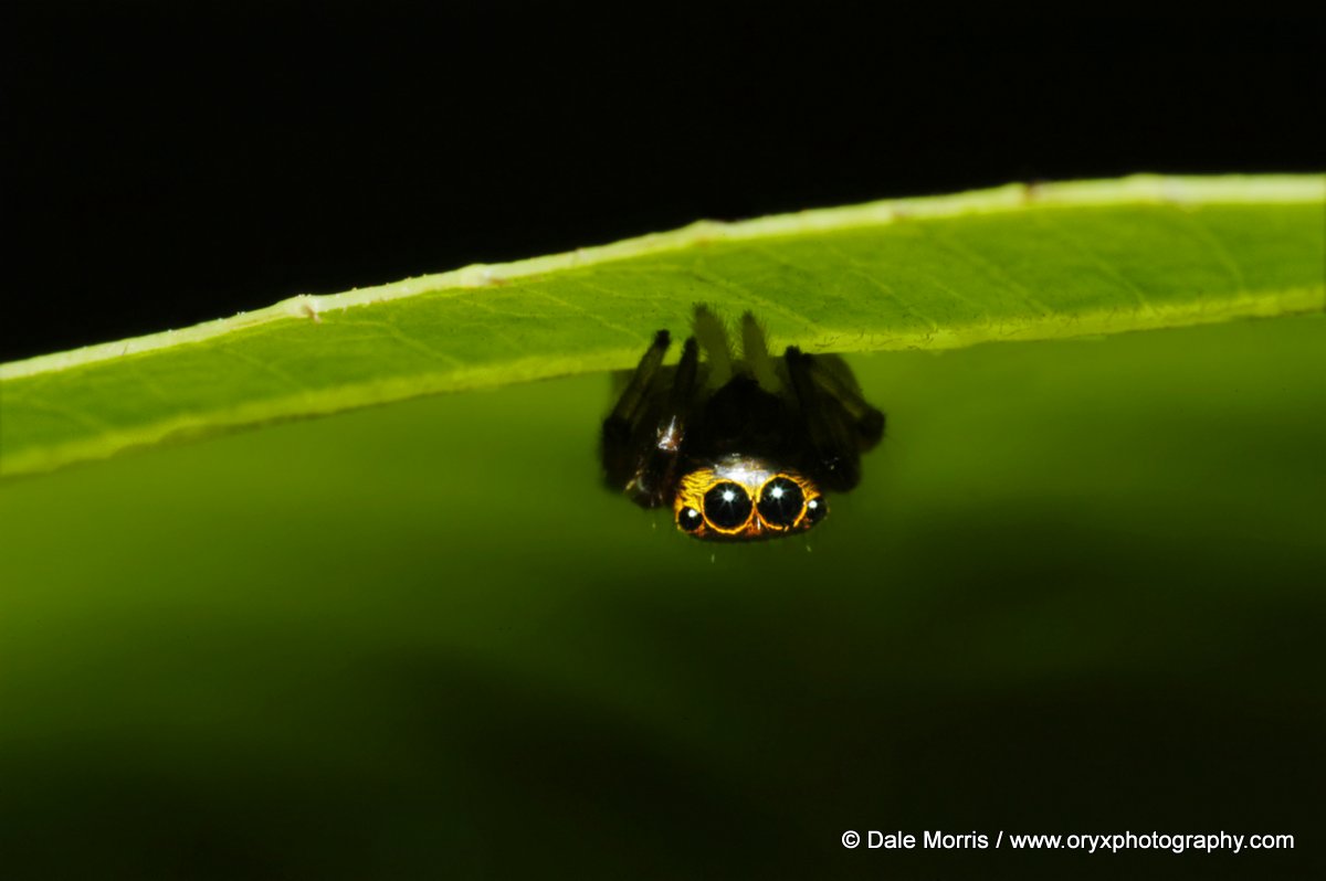 Un ragno Salticid agguato sotto una foglia di Dale Morri