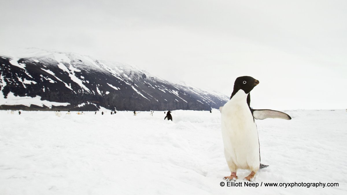 Pinguino di Adelia da Elliott Neep