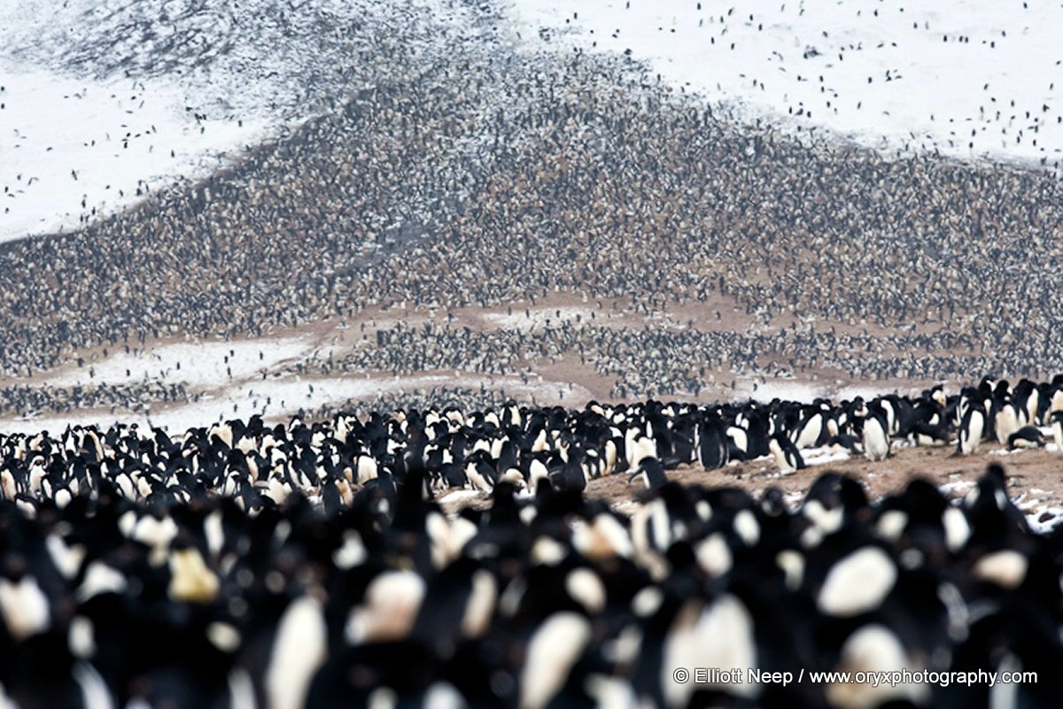 Adelie Penguin colonia Elliott Neep
