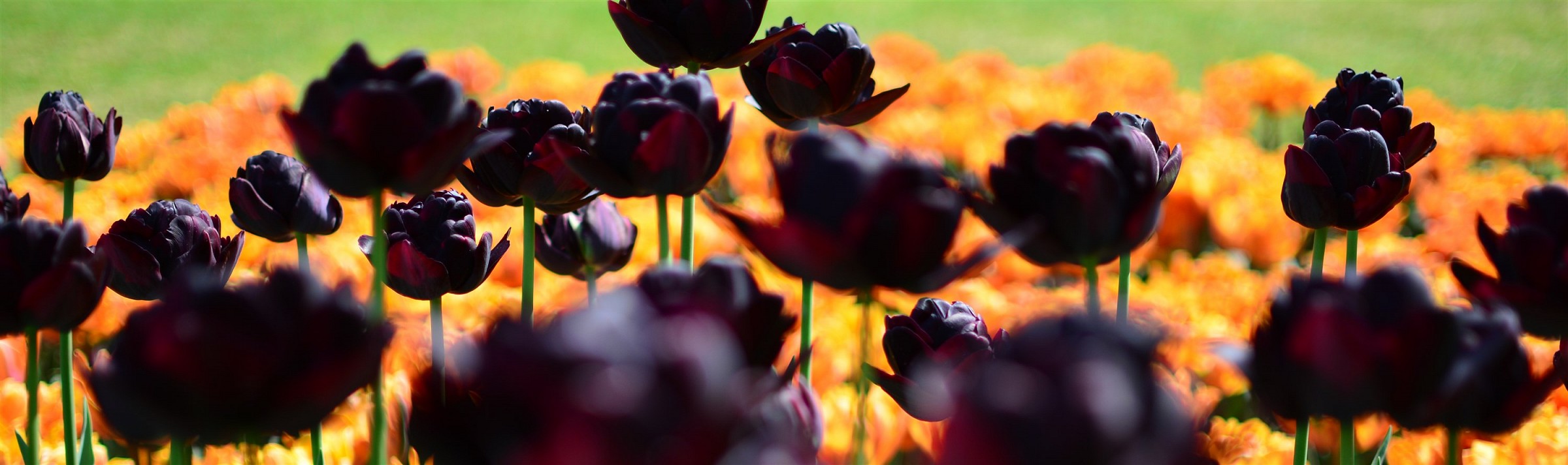 Contrasti e sfumature