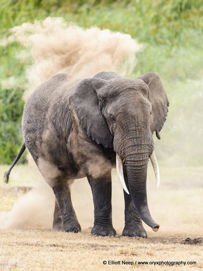 Africa Elefante da Elliott Neep