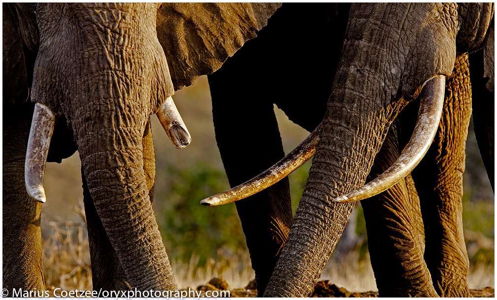 Elefanti africani di Marius Coetzee