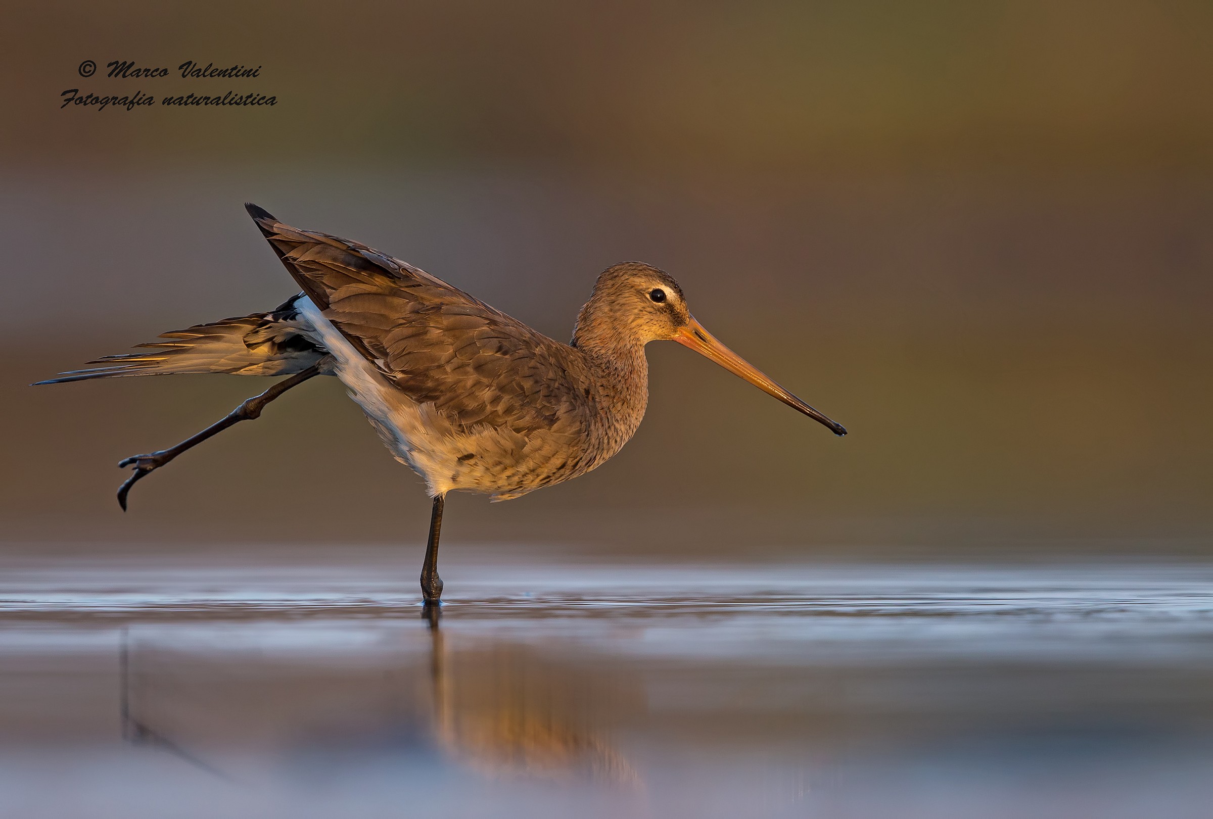 Pittima equilibrista