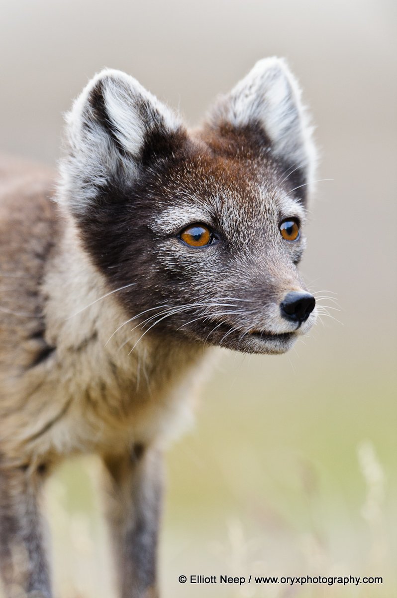 Arctic Fox da Elliott Neep