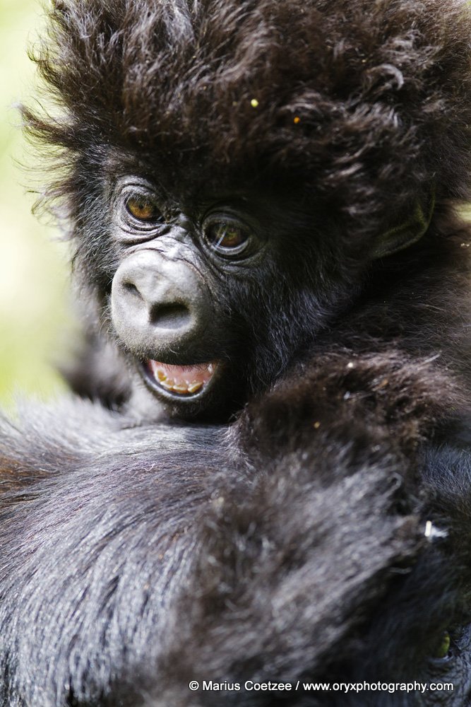 Bambino Mountain Gorilla di Marius Coetzee.