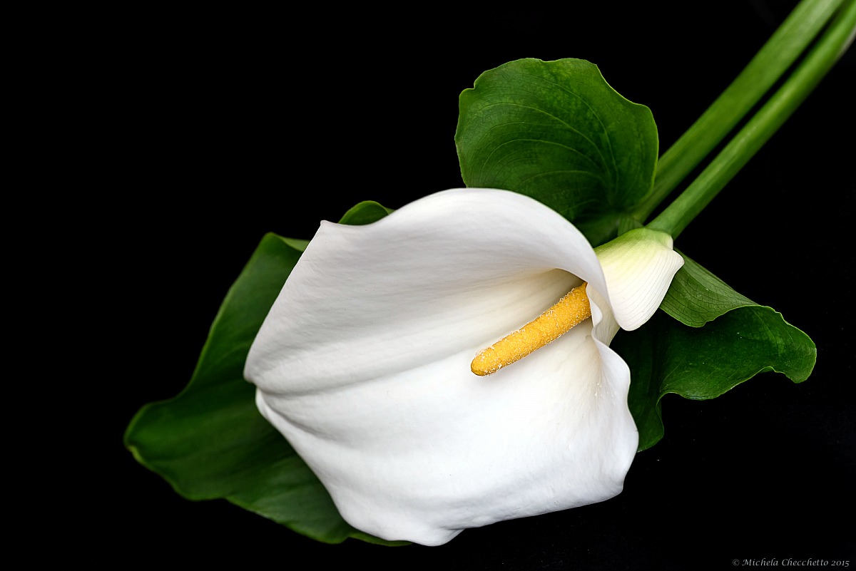 La signora in bianco