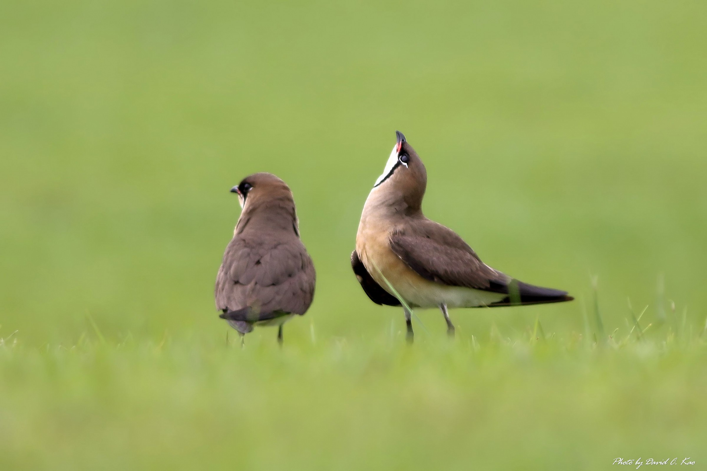 Oriental Pernice di mare