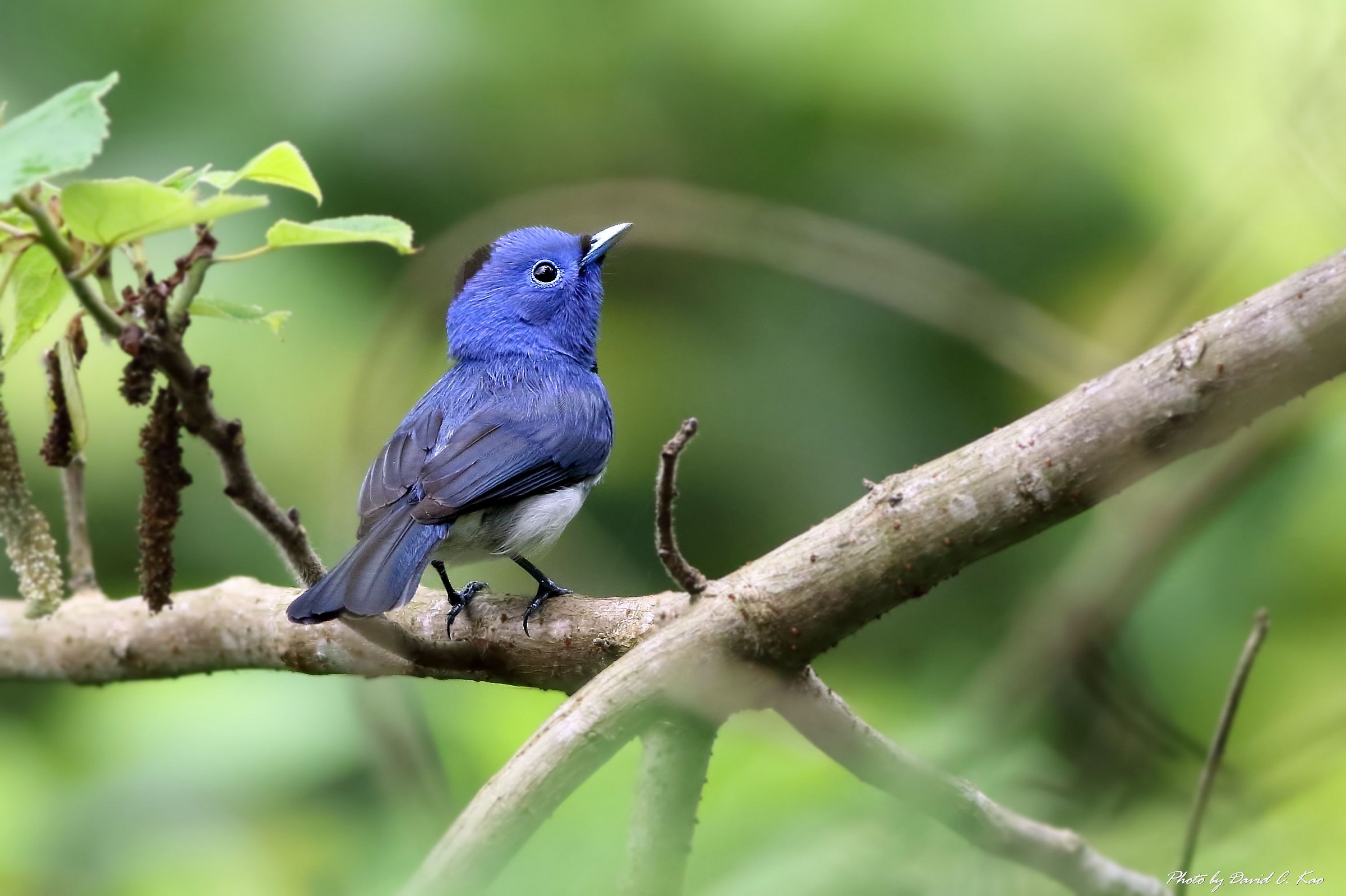 Black-naped Blu Monarch