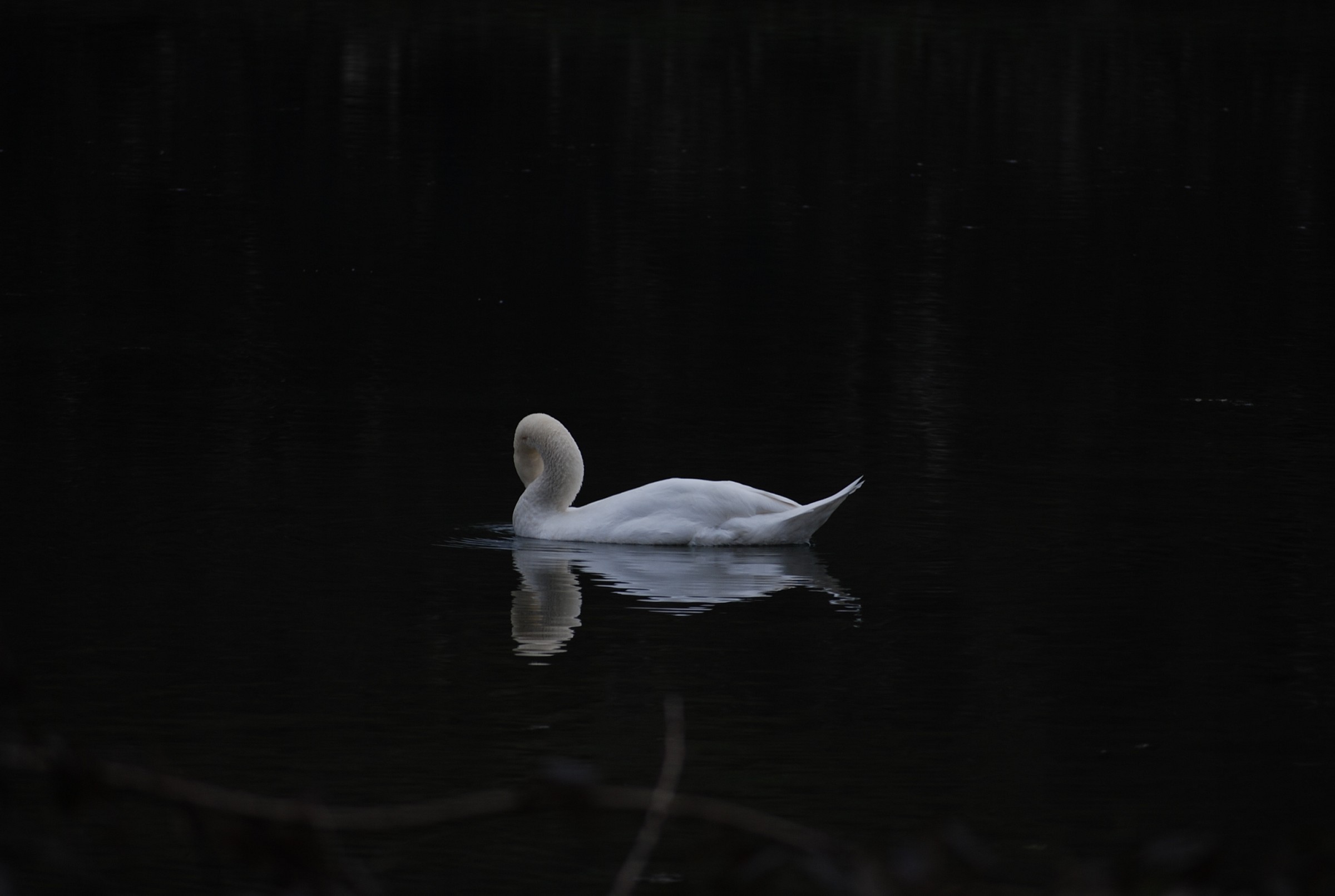 Cigno nell'oscurità
