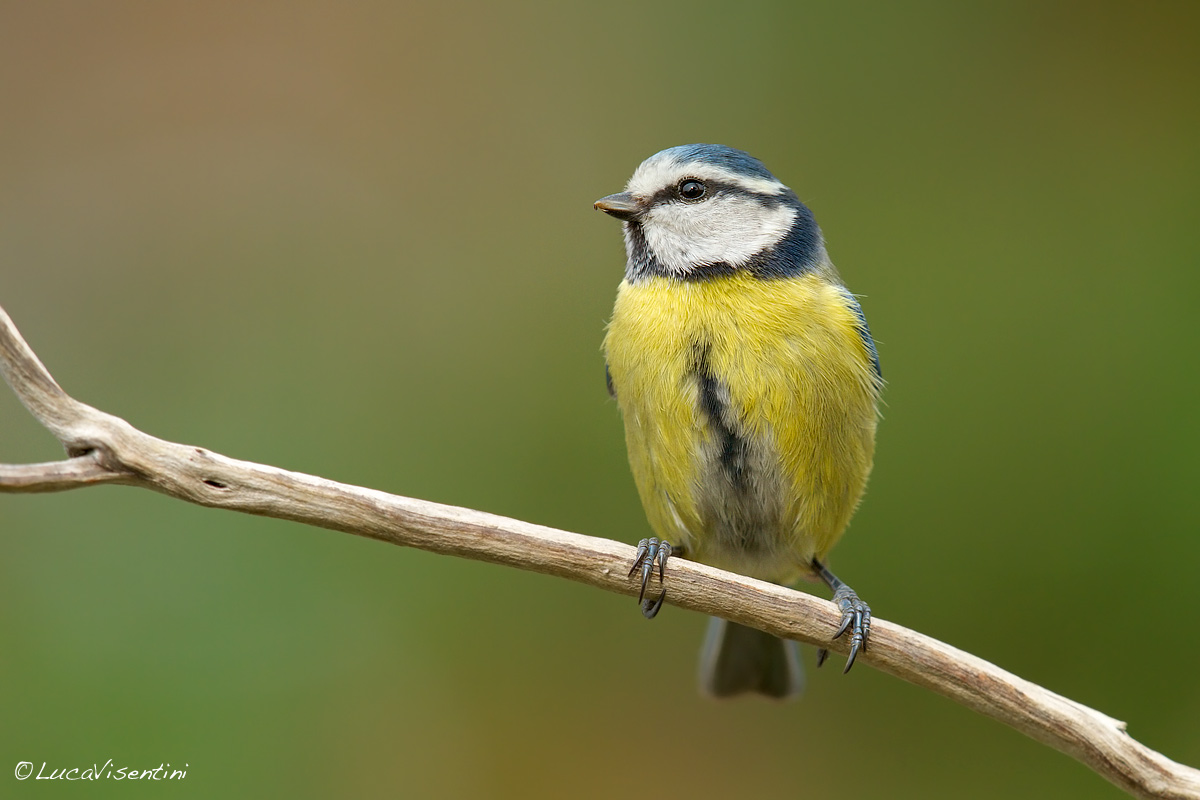 Blue Tit