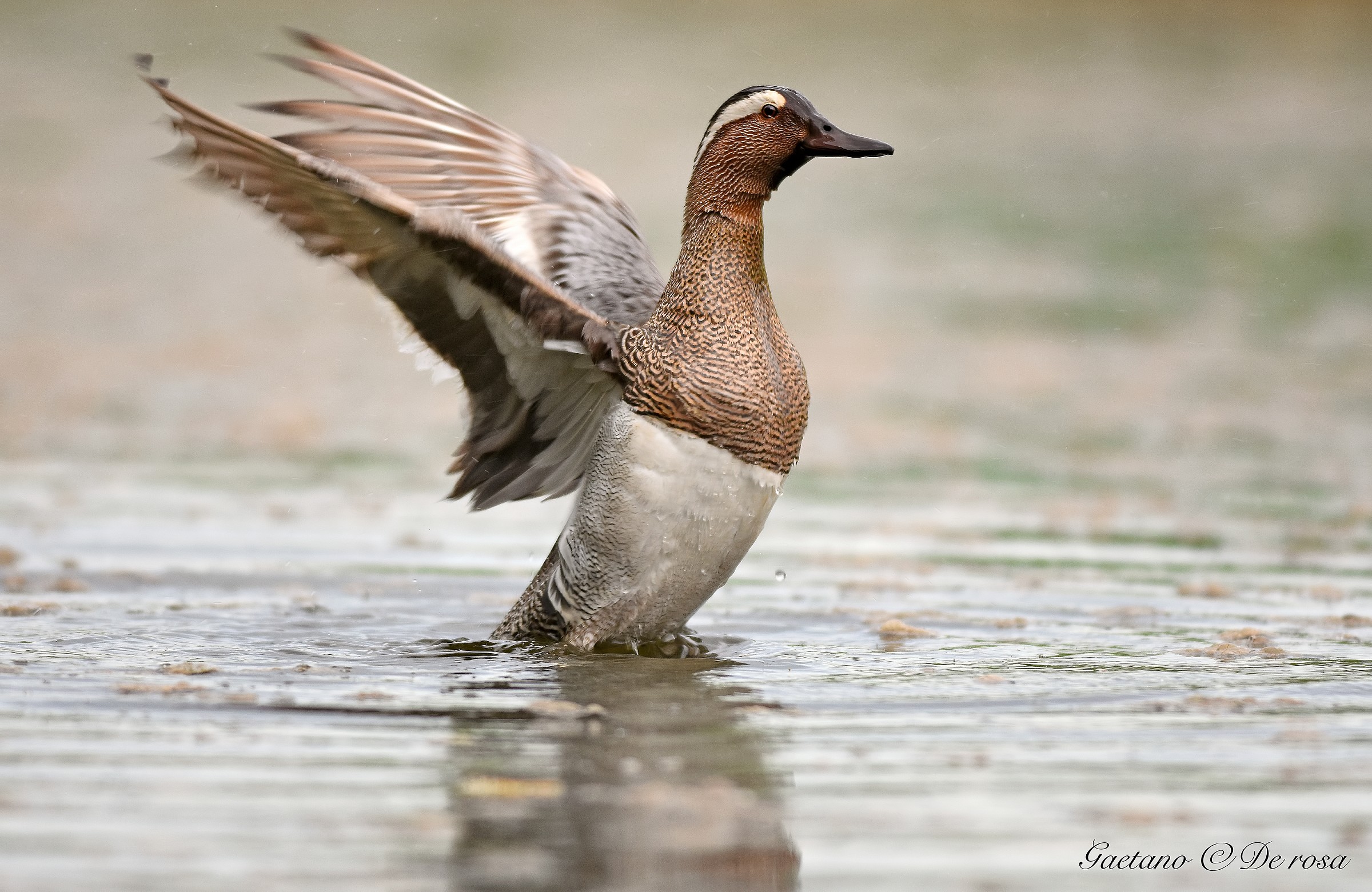 garganey