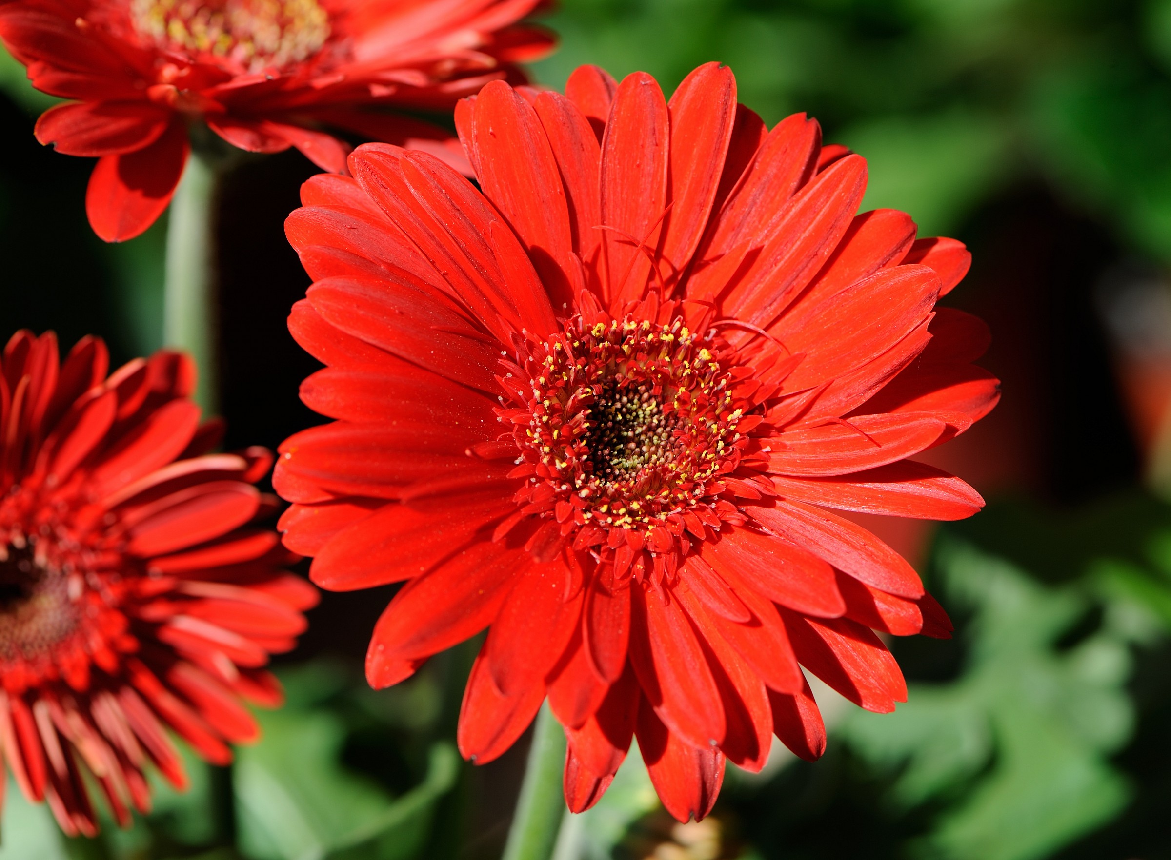 Gerbera