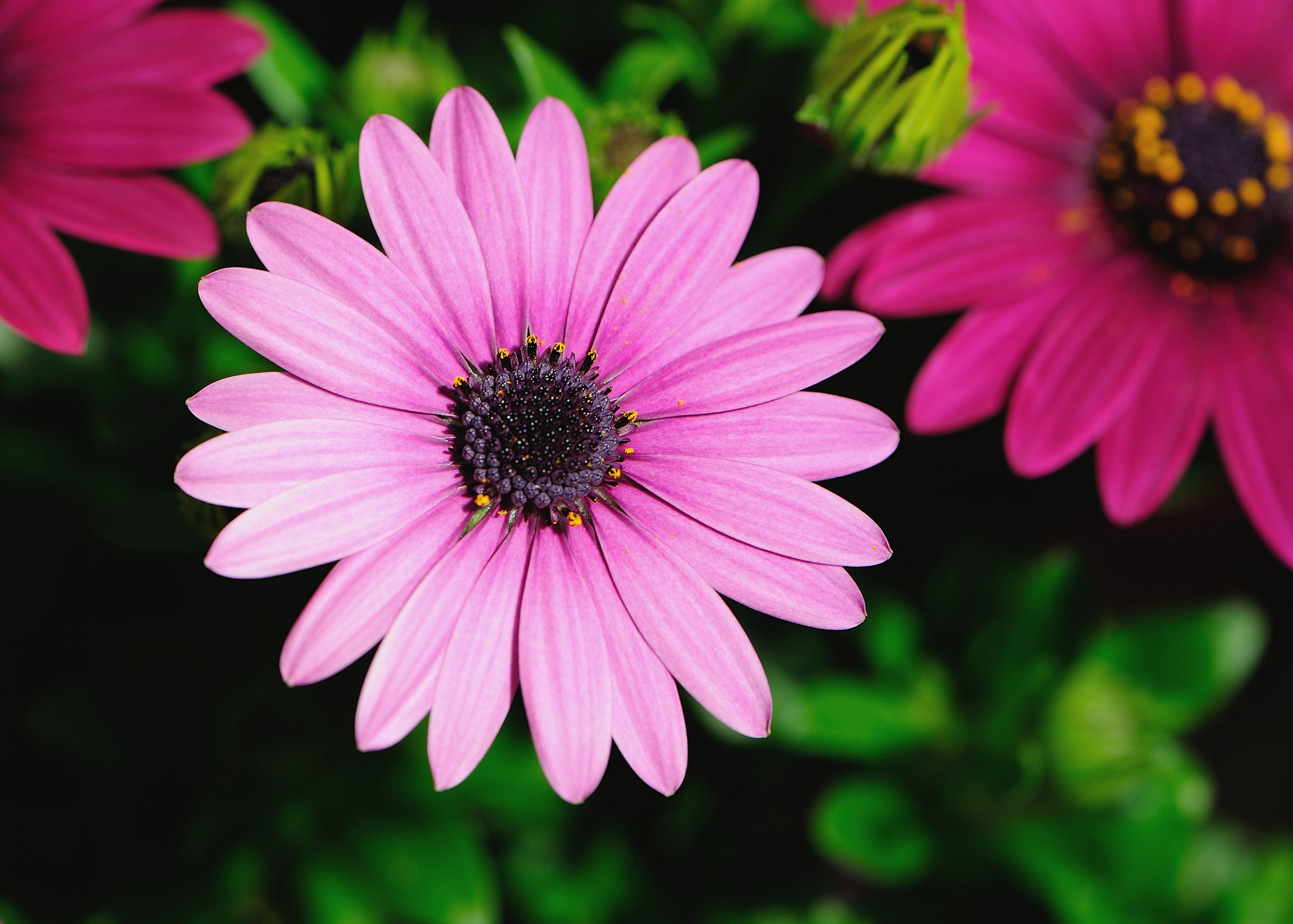 Margherita lilla (Aster Alpinus)
