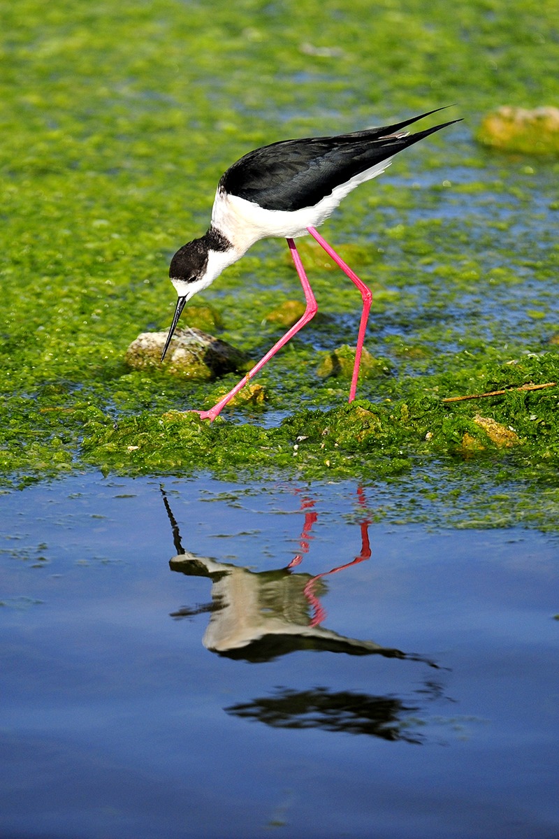 Knight in the mirror