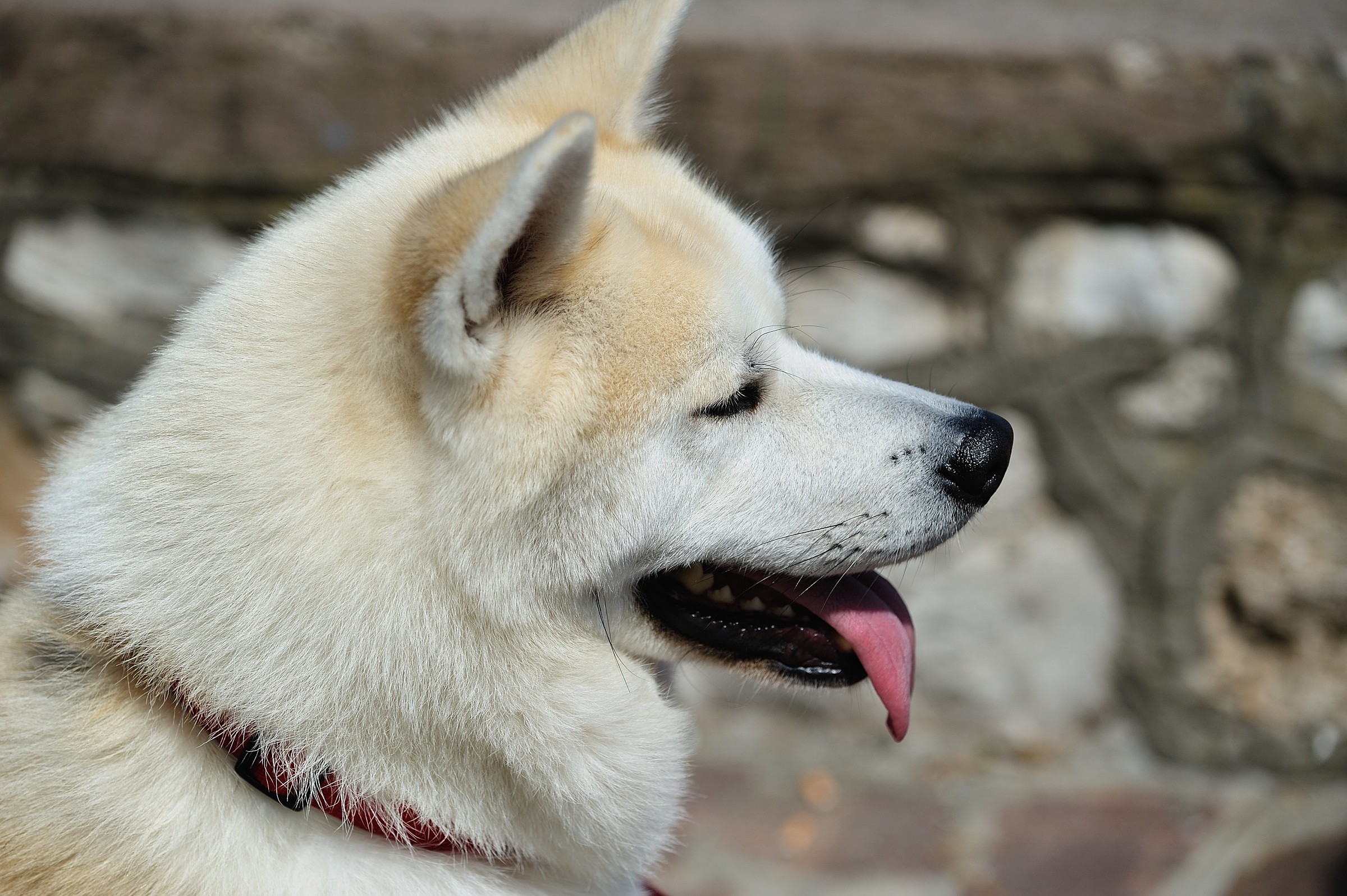Cane Giapponese Akita