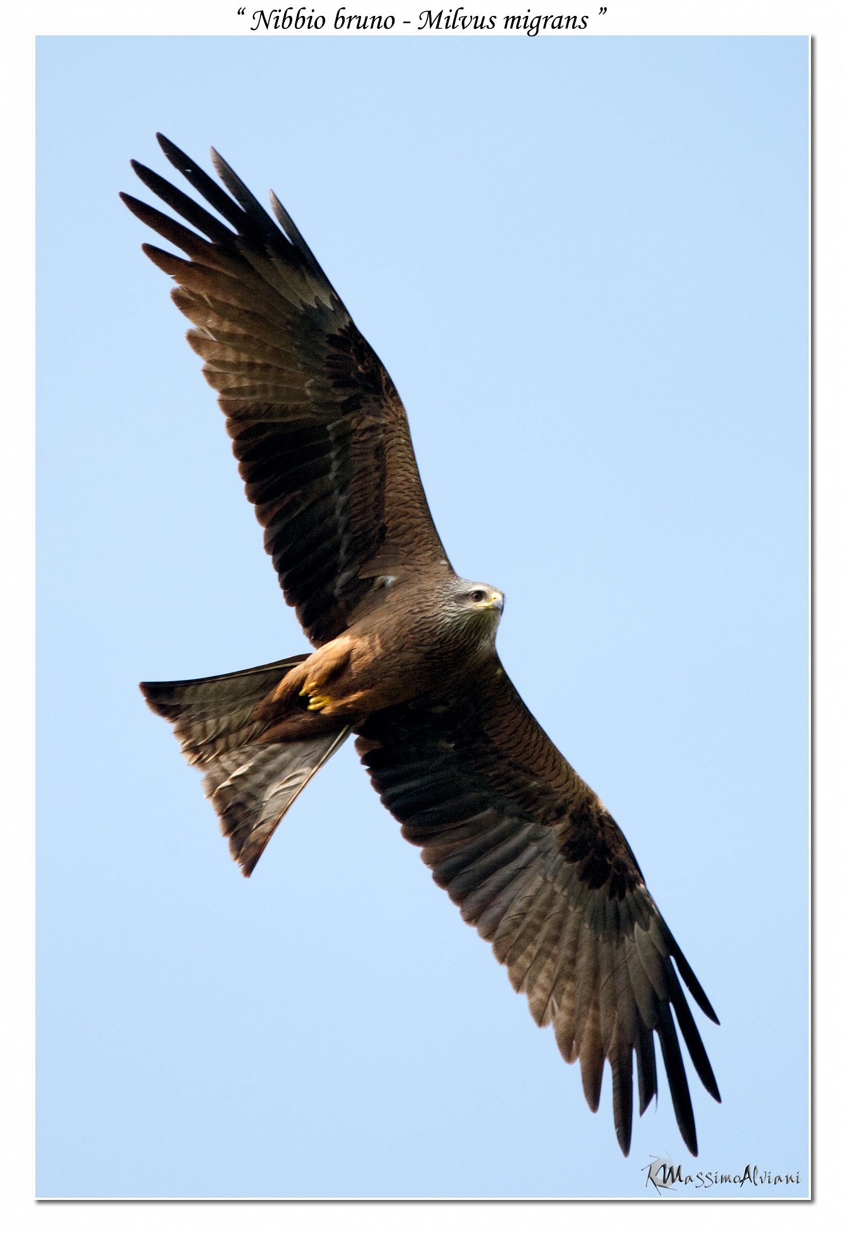 Diagonale.................