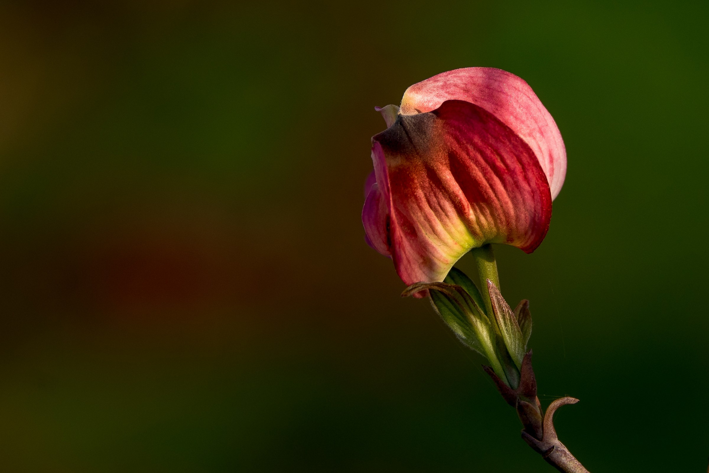 New Life .............