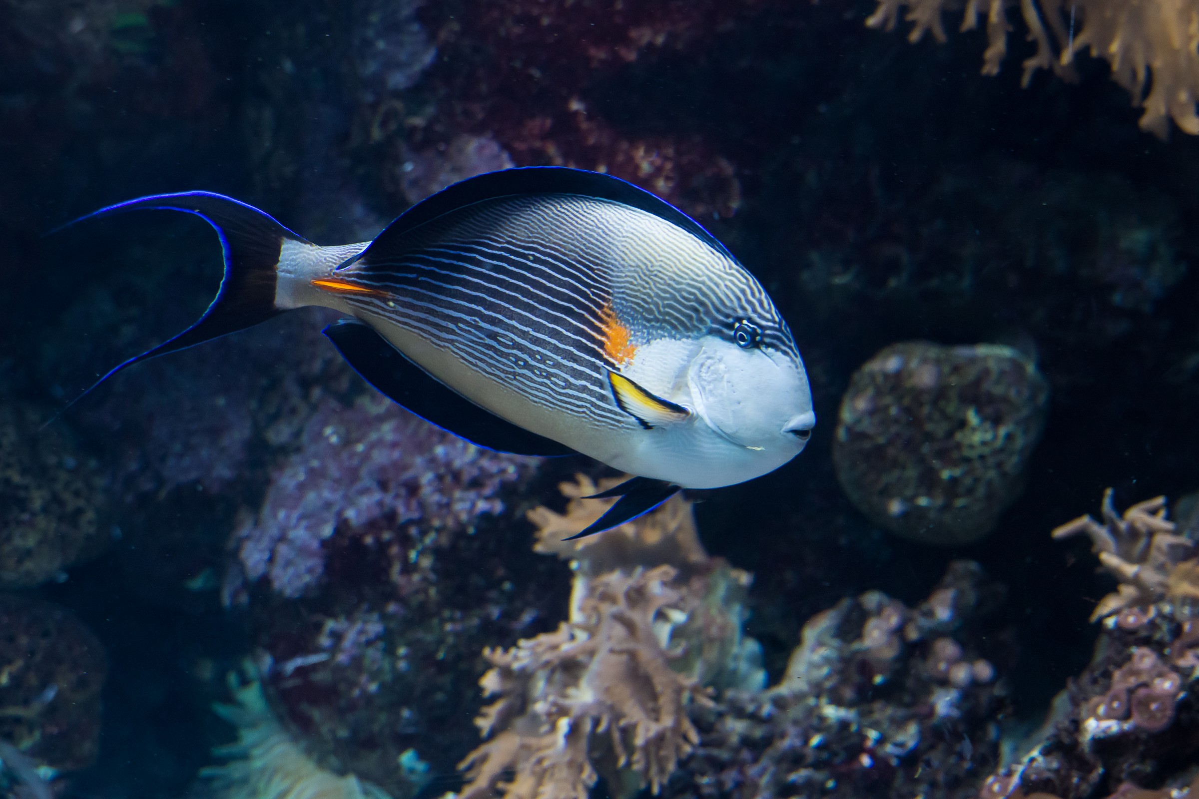 Pesce Chirurgo Zebrato