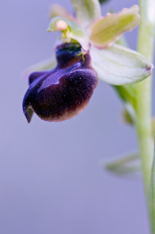 Ophrys sphegodeas