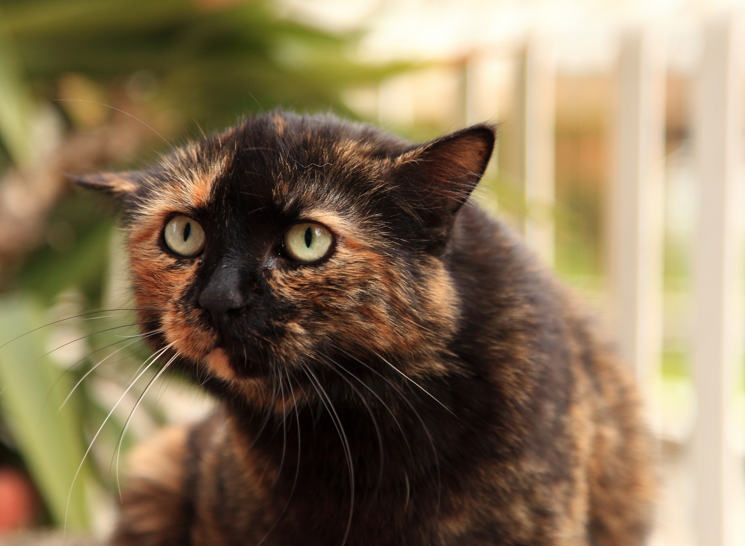 Una randagina simpaticissima.