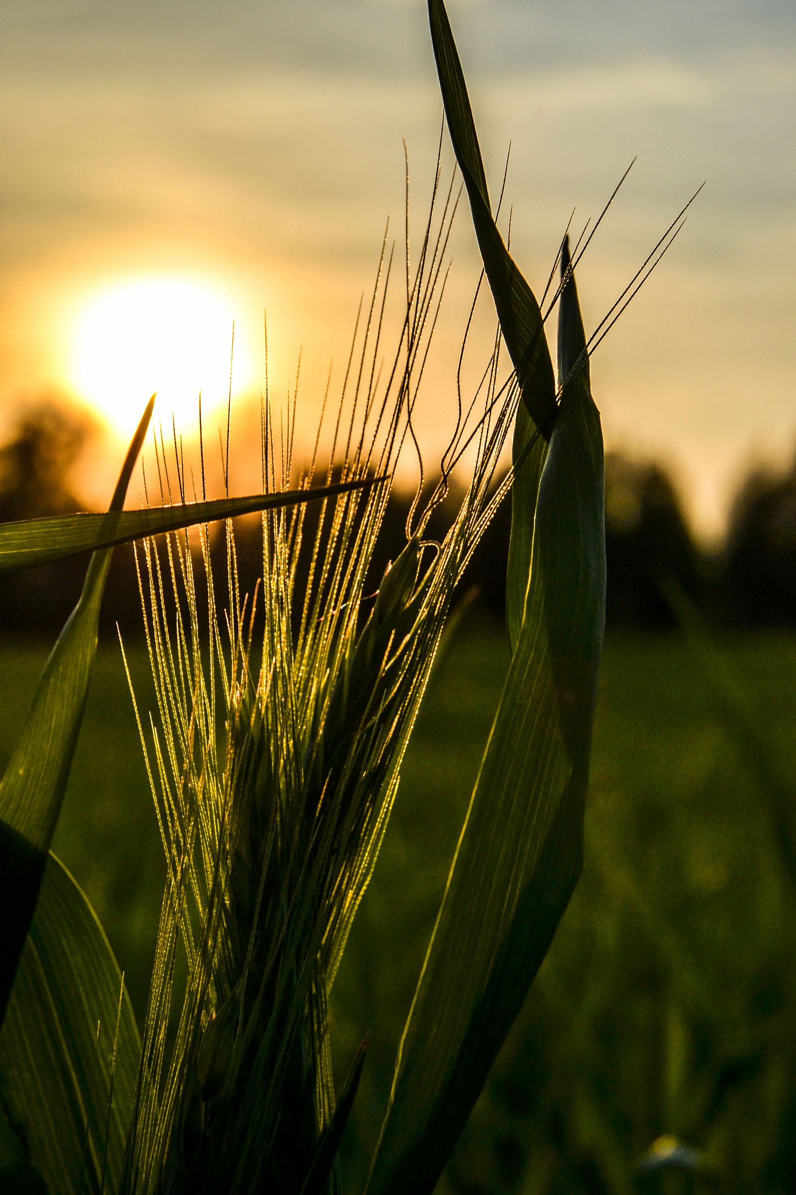 The colors of the countryside