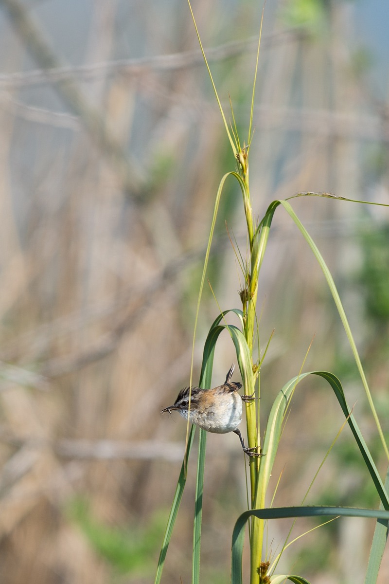 Acrocephalus schoenobaenus (forapaglie)