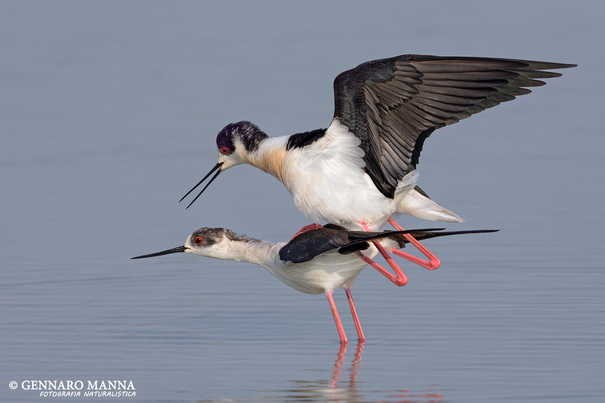 Knight of Italy (Himantopus himantopus)