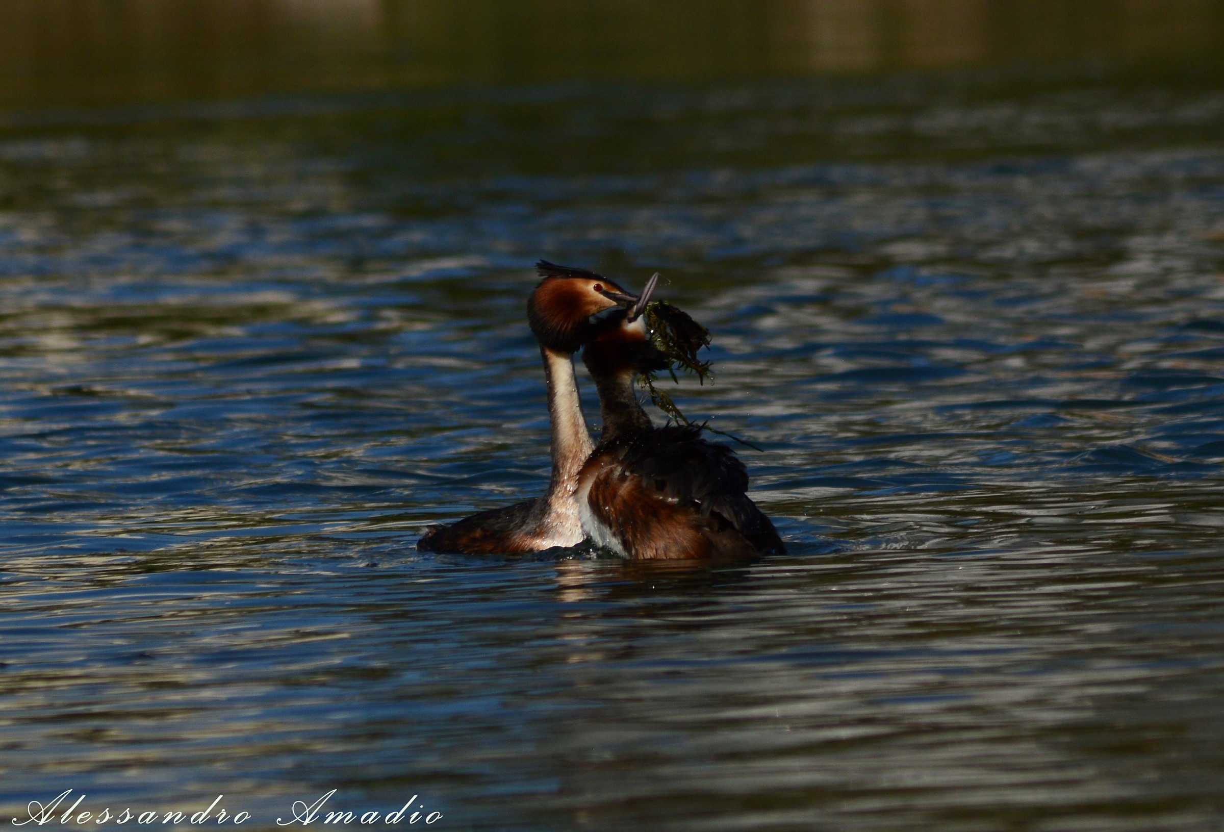 Grebes in Courtship