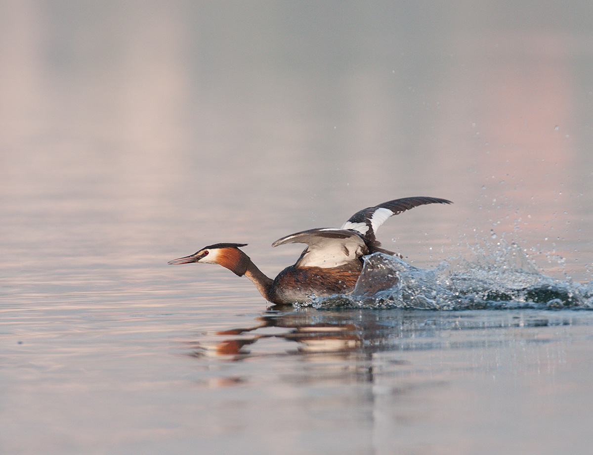 loon in flight