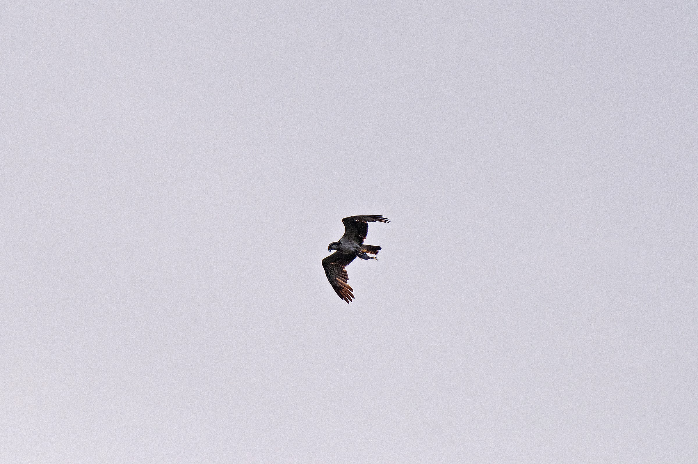 Peregrine Falcon Birds