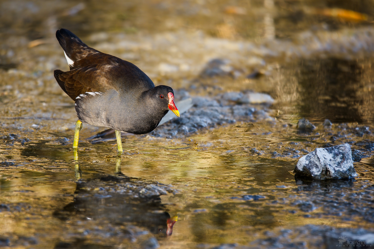 Hen at sunset