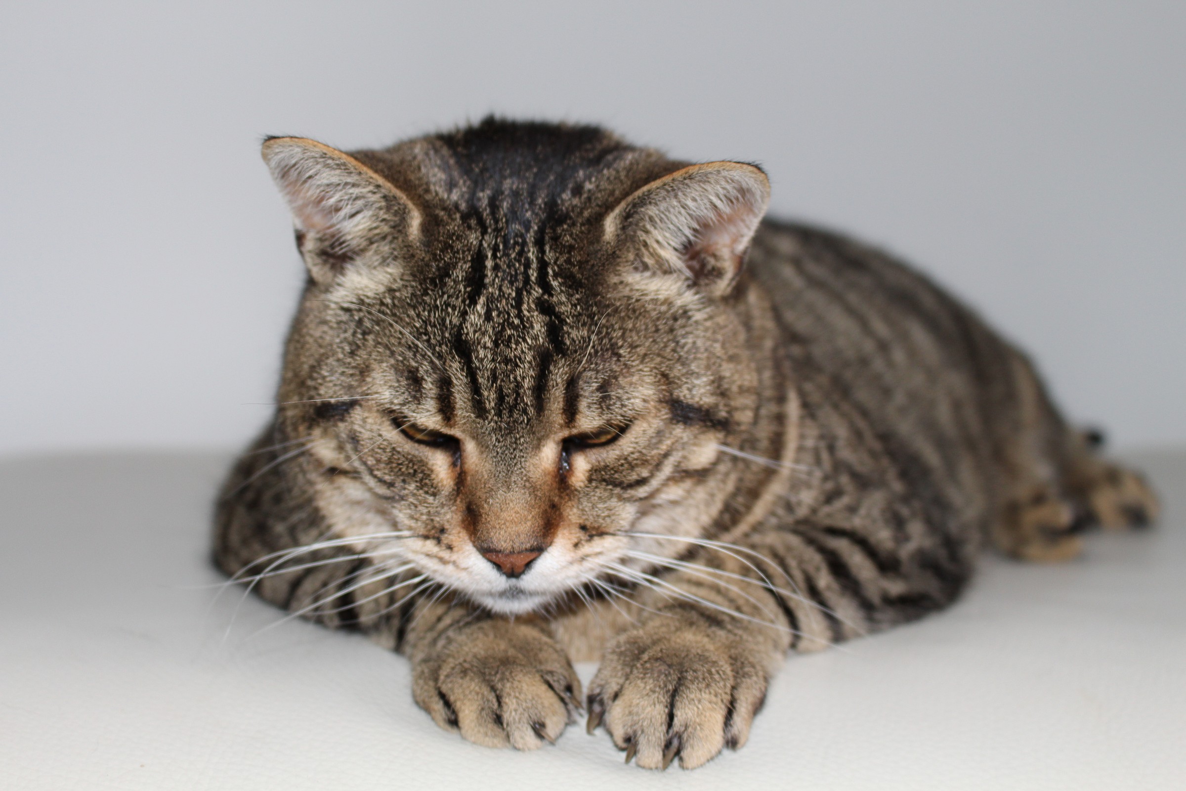 The sofa as a study for Polly